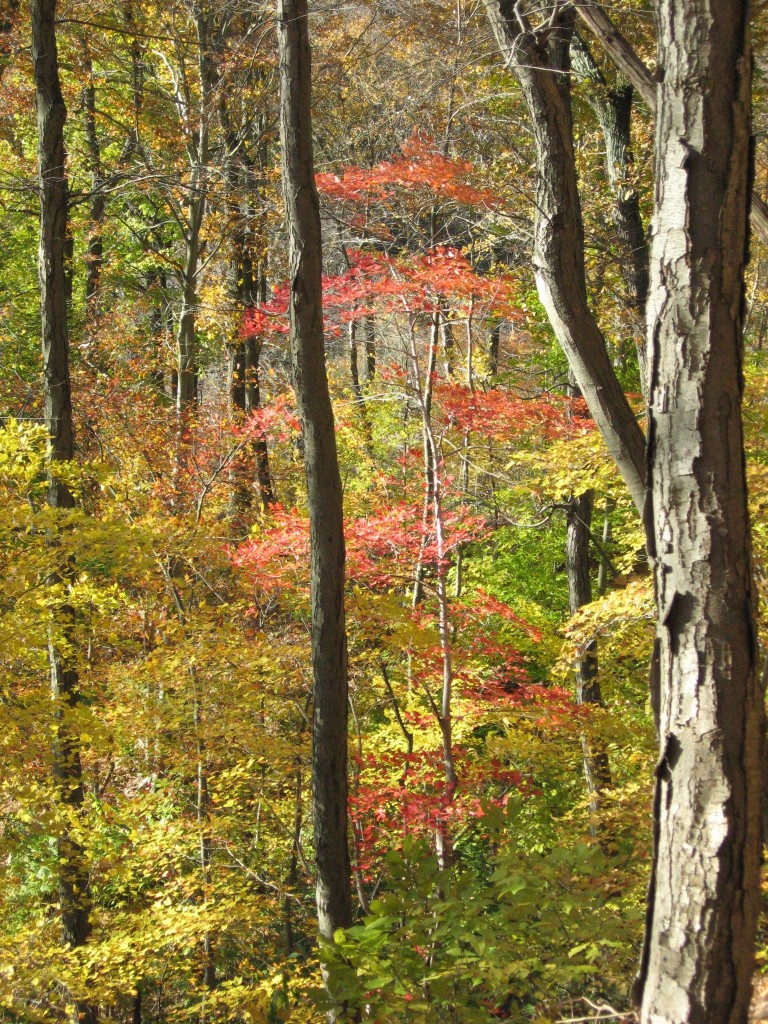 Susquehannock State Park, Lancaster County, Pennsylvania