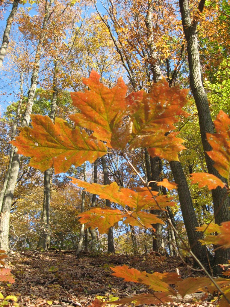 Susquehannock State Park, Lancaster County, Pennsylvania