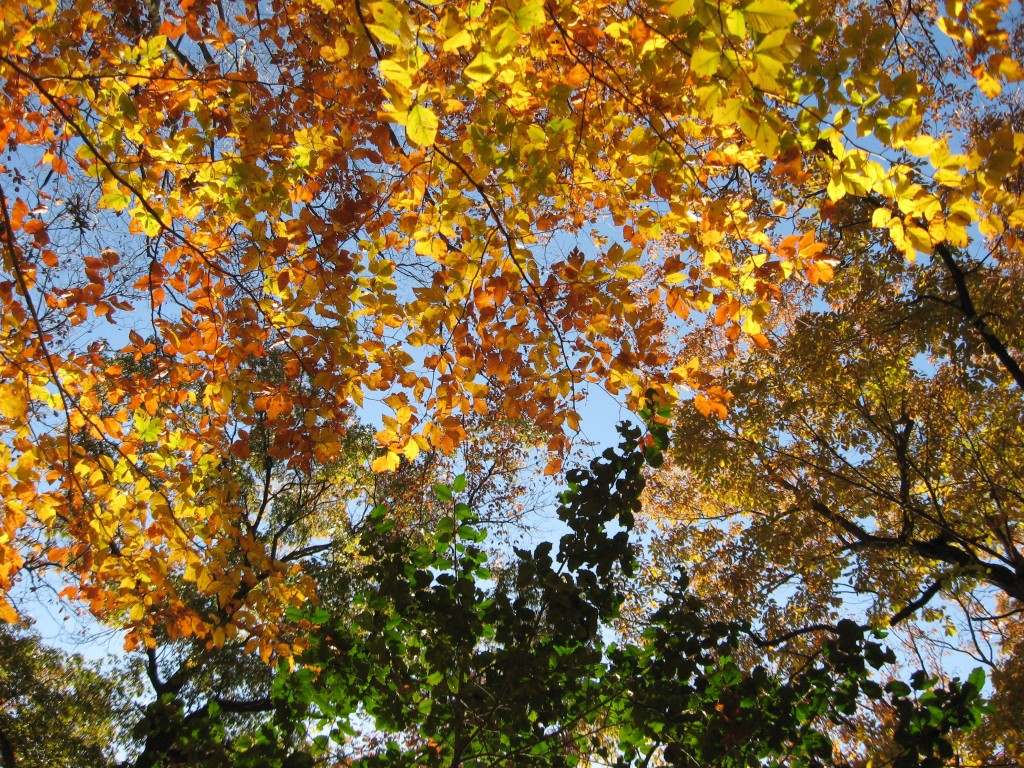 Susquehannock State Park, Lancaster County, Pennsylvania