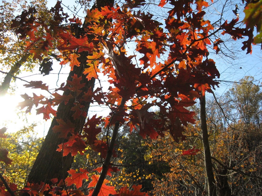 Susquehannock State Park, Lancaster County, Pennsylvania