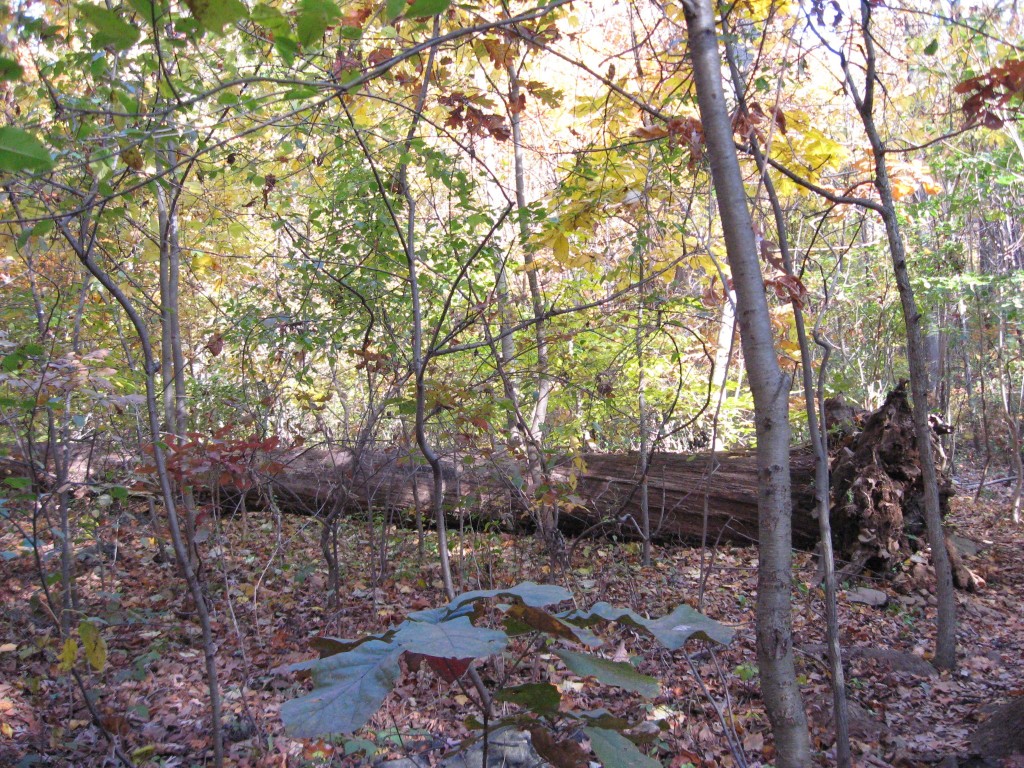 Fall in Morris Park, Philadelphia, Pennsylvania