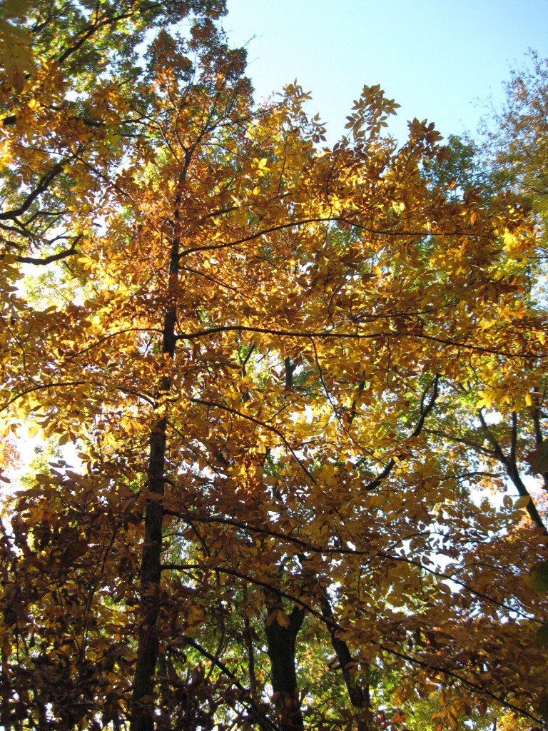 Fall in Morris Park, Philadelphia, Pennsylvania