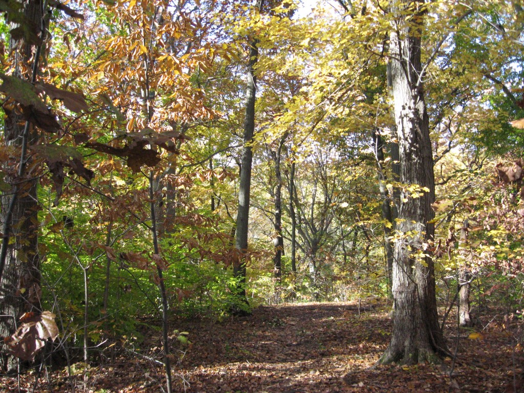 Fall in Morris Park, Philadelphia, Pennsylvania