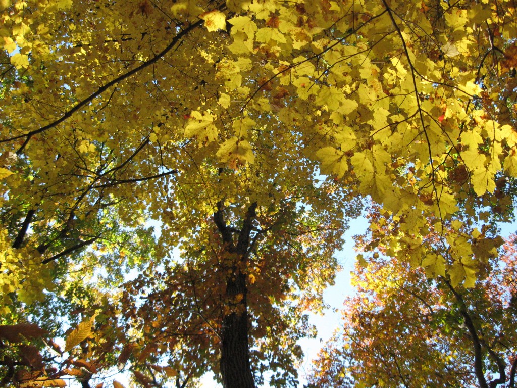 Fall in Morris Park, Philadelphia, Pennsylvania