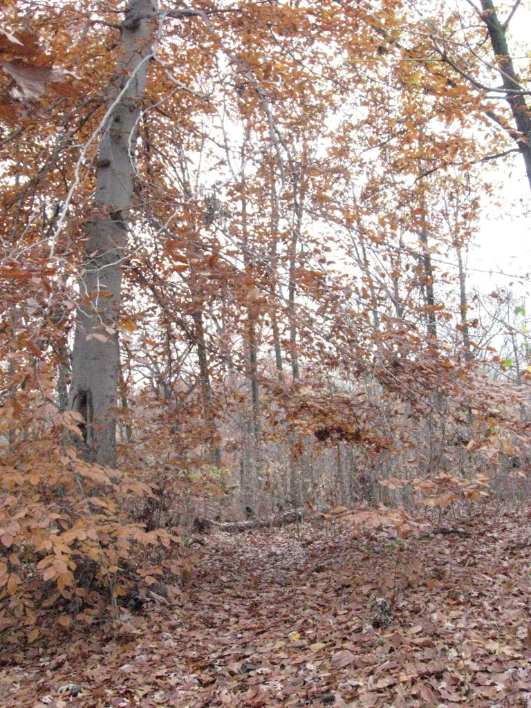 Fall in Morris Park, Philadelphia, Pennsylvania