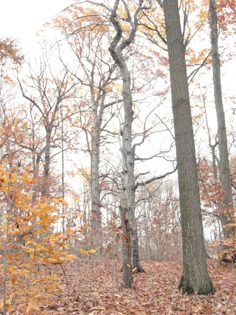 Fall in Morris Park, Philadelphia, Pennsylvania