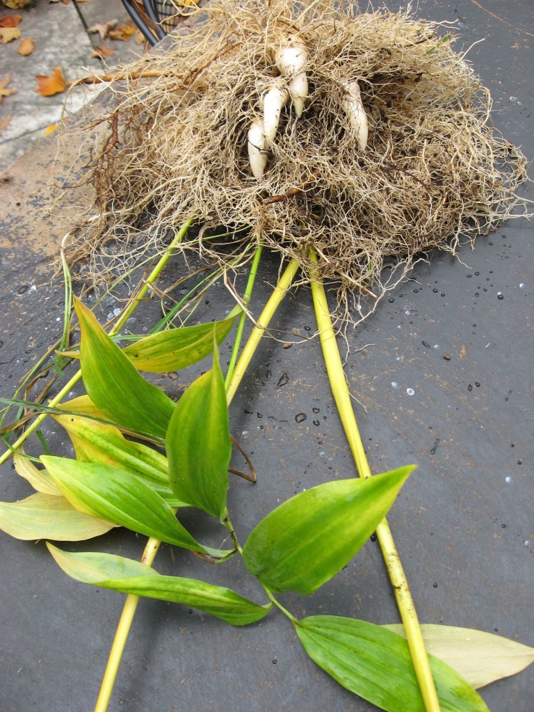 Solomon's Seal,  Garden of the Sanguine Root, Morris Park Road, Philadelphia, Pennsylvania