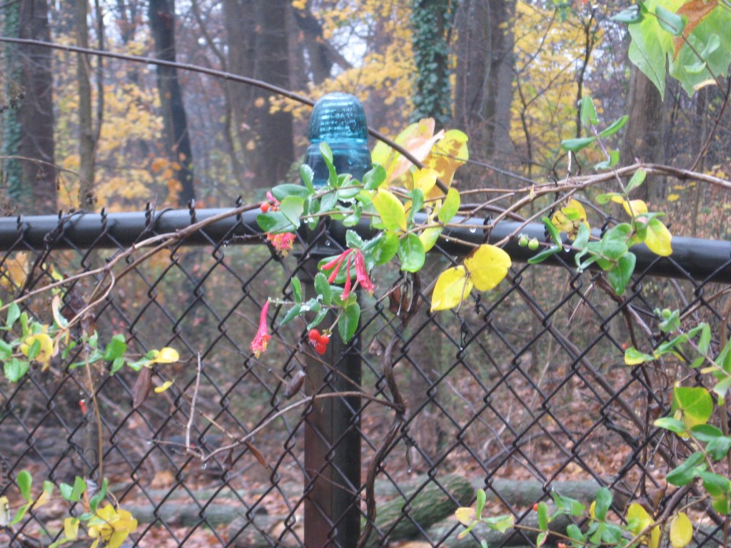 Coral honeysuckle,  Garden of the Sanguine Root, Morris Park Road, Philadelphia, Pennsylvania