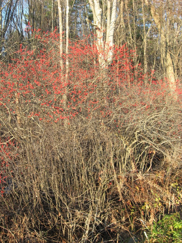 Ilex verticillata, Amherst, Massachusetts