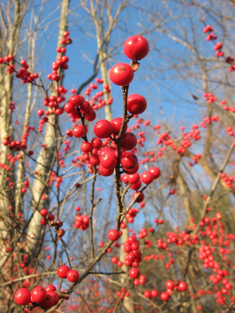 Ilex verticillata, Amherst, Massachusetts