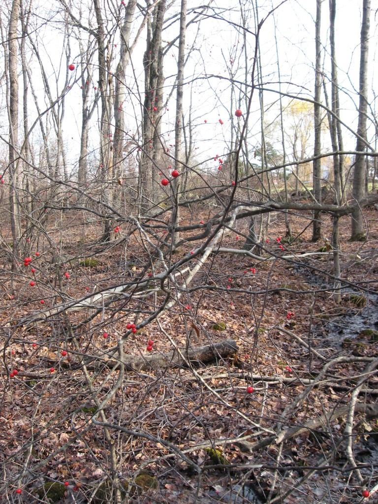 Ilex verticillata, Moulton Hill Road, Monson, Massachusetts