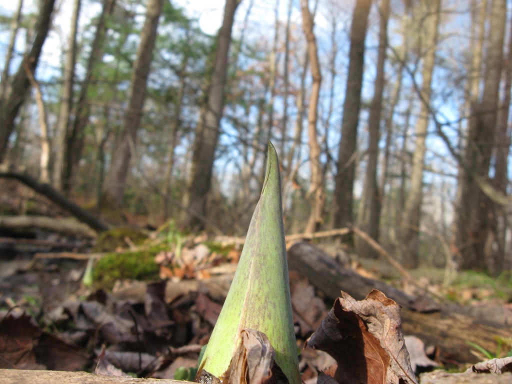 Skunk Cabbage, Moulton Hill Road, Monson, Massachusetts