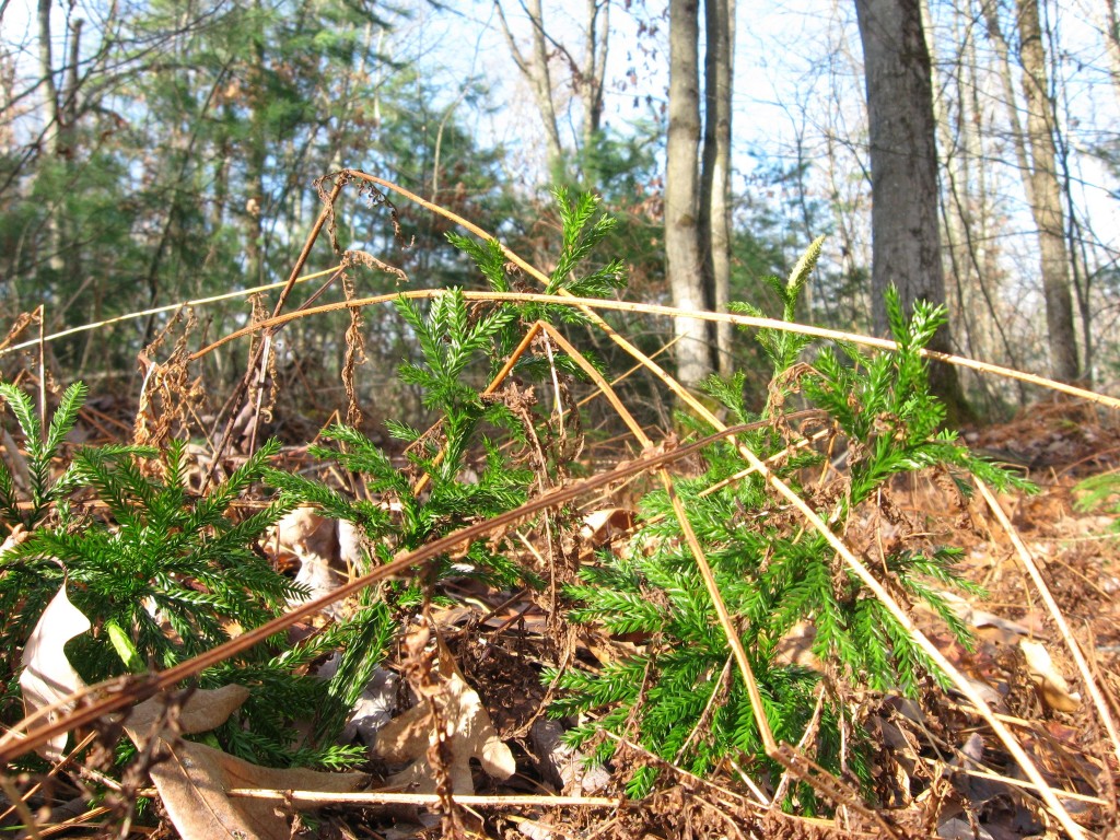  Forest floor, Moulton Hill Road, Monson, Massachusetts