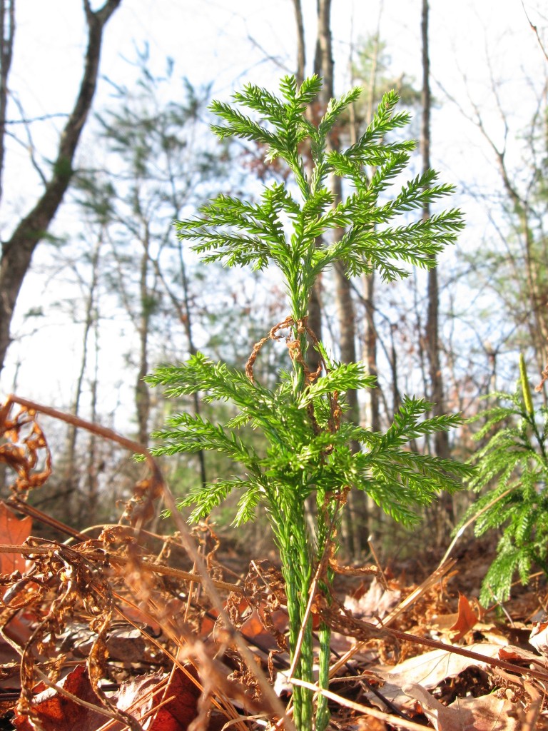  Forest floor, Moulton Hill Road, Monson, Massachusetts