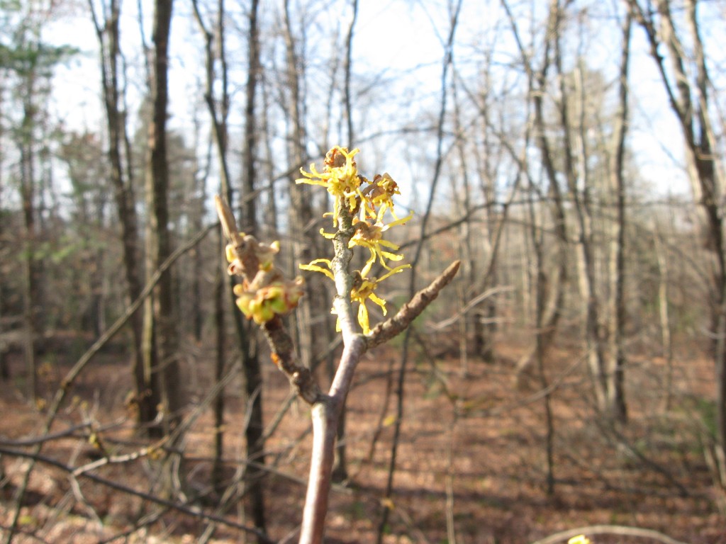  Witch-Hazel, Moulton Hill Road, Monson, Massachusetts