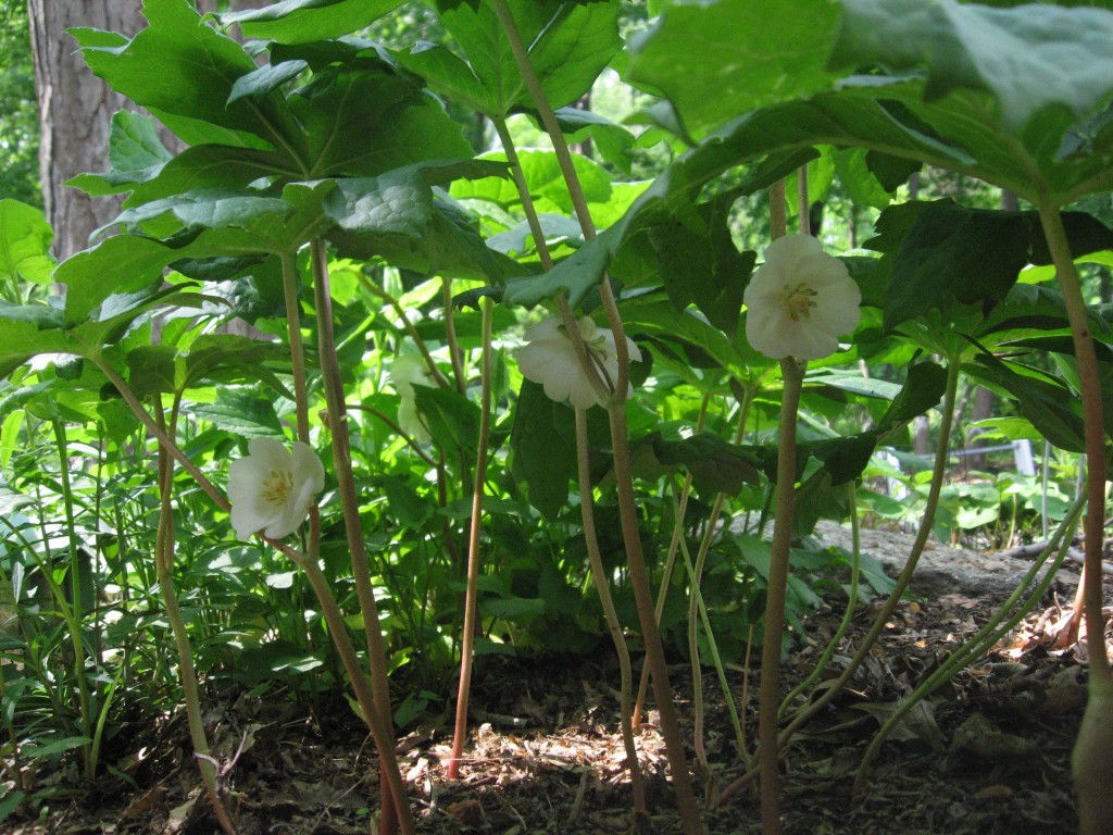 Mayapple,  Garden of the Sanguine Root, Morris Park Road, Philadelphia, Pennsylvania