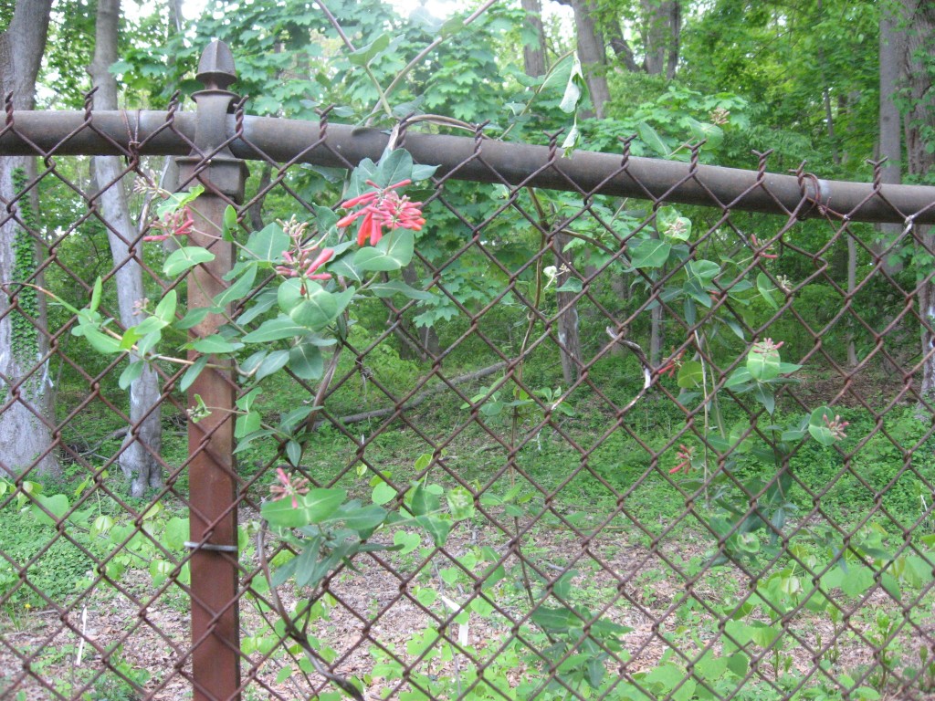 Coral honeysuckle,  Garden of the Sanguine Root, Morris Park Road, Philadelphia, Pennsylvania