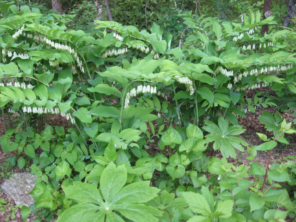 Solomon's Seal,  Garden of the Sanguine Root, Morris Park Road, Philadelphia, Pennsylvania