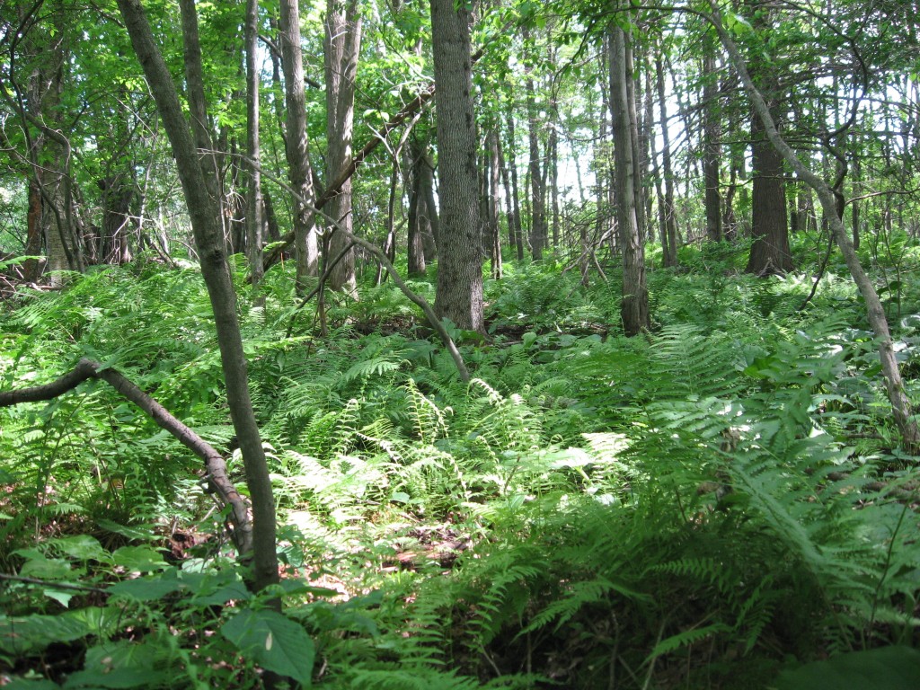   Moulton Hill Road, Monson, Massachusetts