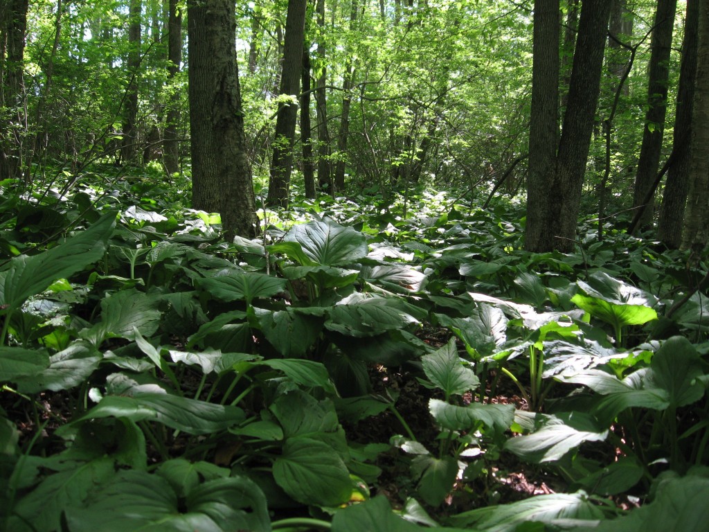 Skunk Cabbage, Moulton Hill Road, Monson, Massachusetts