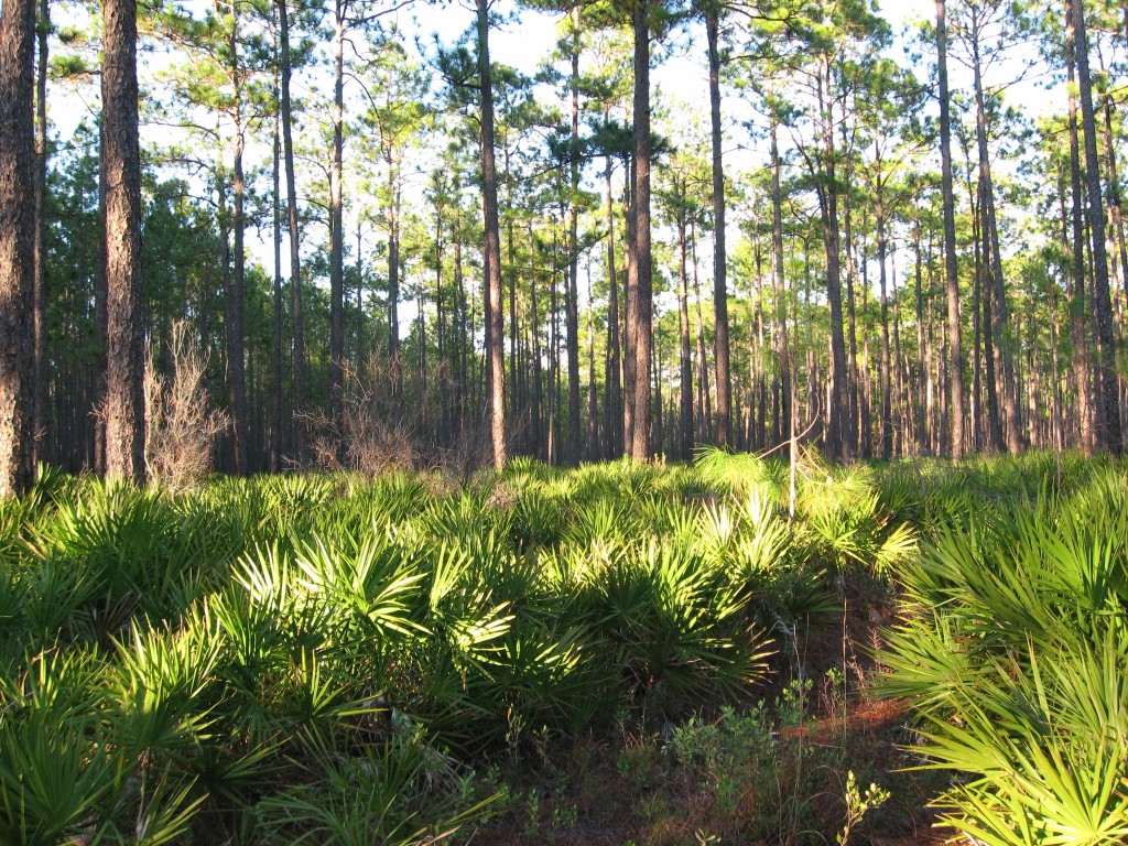 Osceola National Forest, Florida