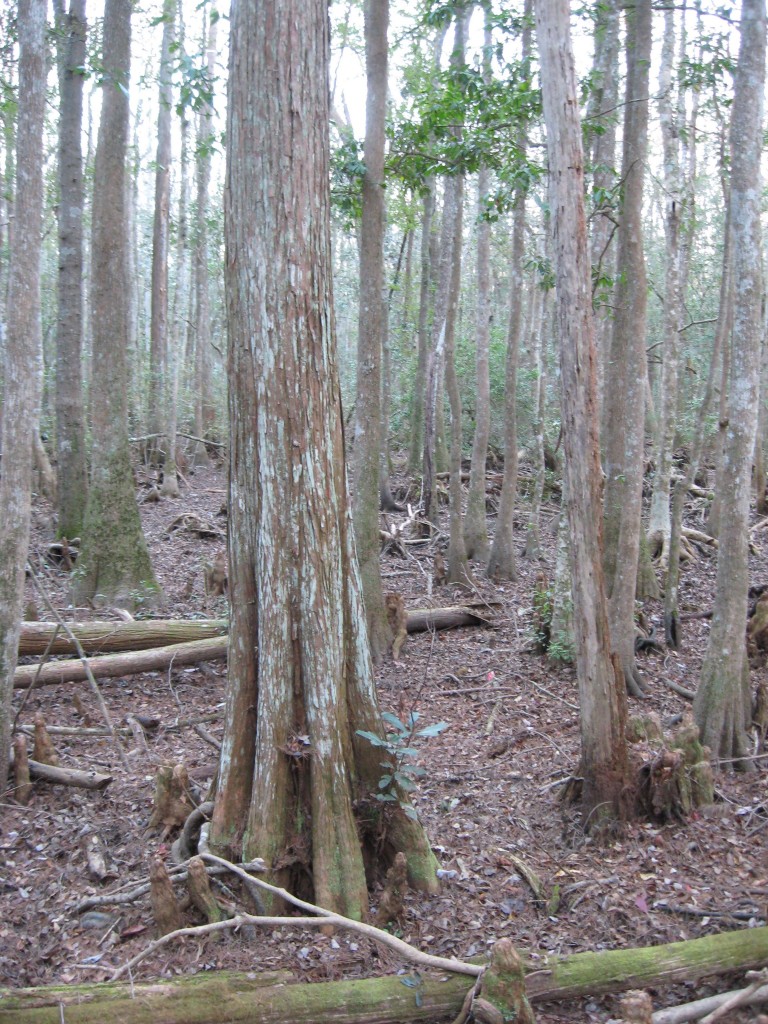 Osceola National Forest, Florida