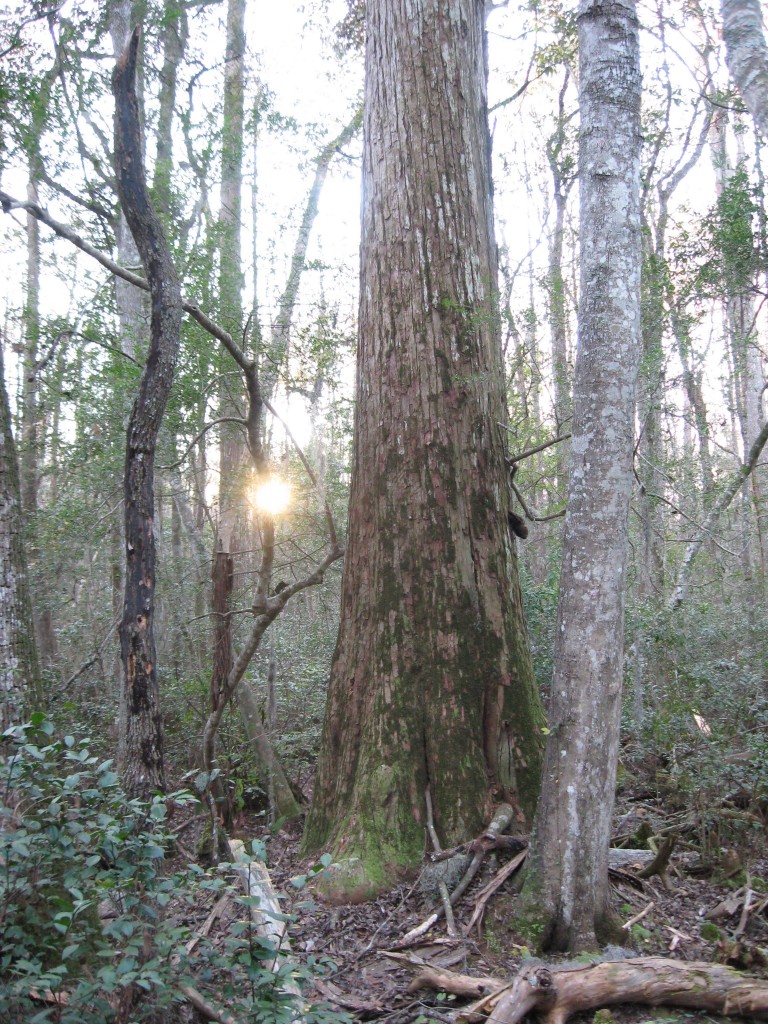 Osceola National Forest, Florida