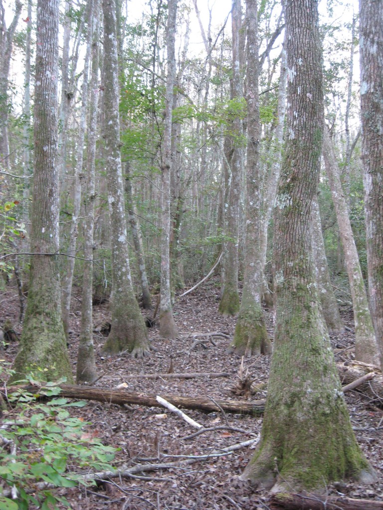 Osceola National Forest, Florida