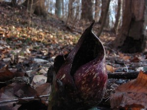 Skunk cabbage in Morris Park, Philadelphia