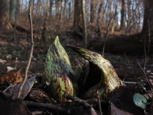 Skunk cabbage in Morris Park, Philadelphia