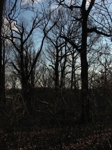 A windy and cold January day, with Oak trees, in Morris Park, Philadelphia