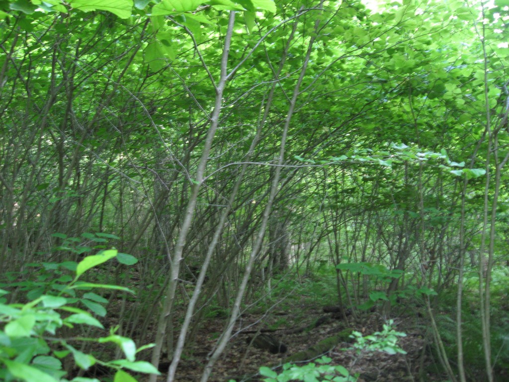 Maureen's Witch-Hazel Grove, Monson, Massachusetts