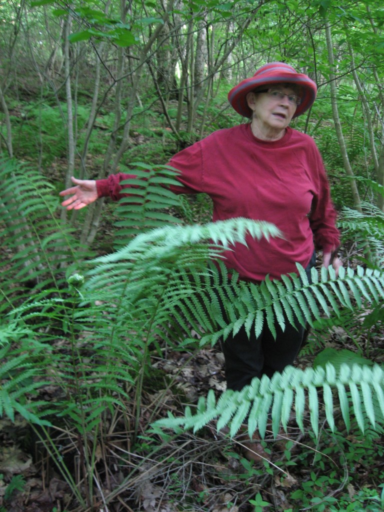 Maureen's Witch-Hazel Grove, Monson, Massachusetts