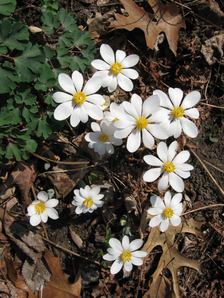 BLOODROOT BLOOMS ON  OUR MORRIS PARK ROAD FLOWER GARDEN, PHILADELPHIA PA