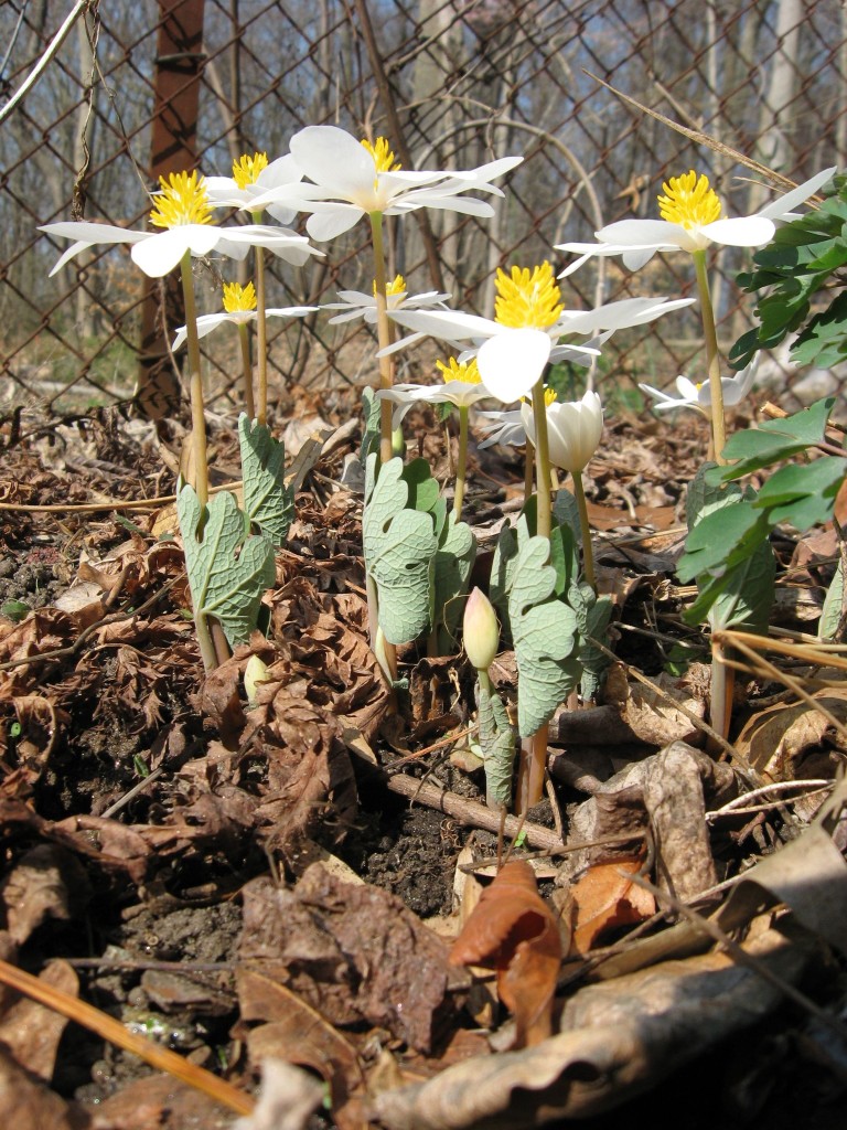 BLOODROOT BLOOMS ON MORRIS PARK PARK ROAD FLOWER GARDEN, PHILADELPHIA PA