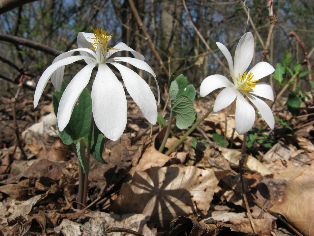 BLOODROOT BLOOMS IN MORRIS PARK  PHILADELPHIA PA