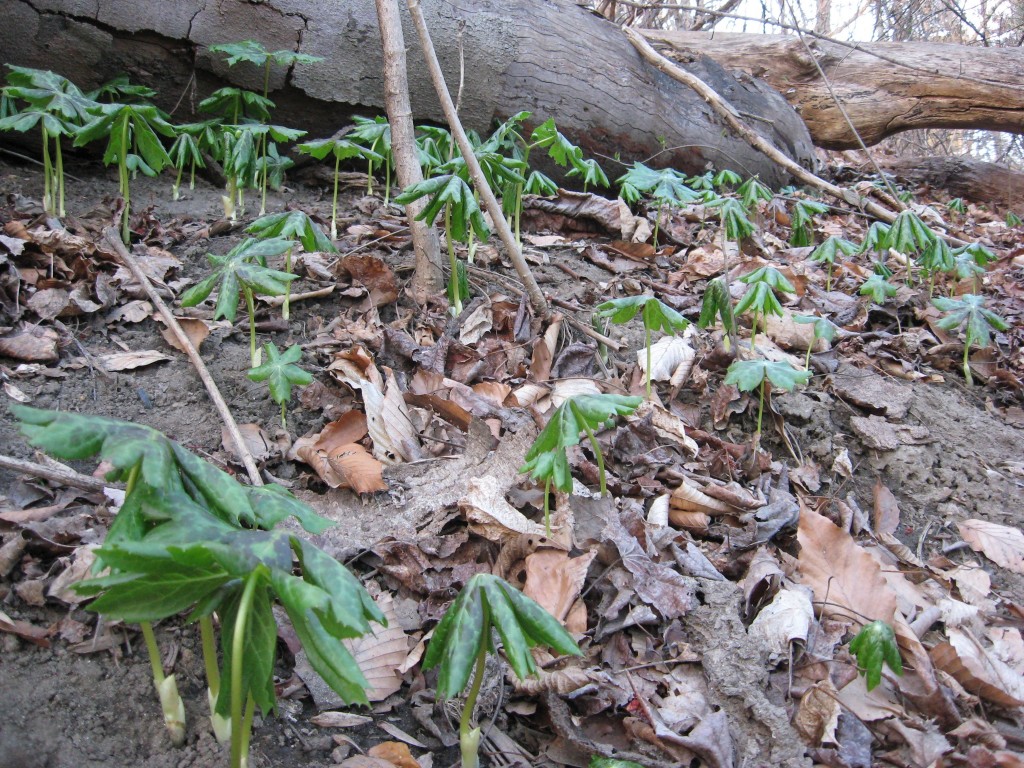 MAYAPPLES EMERGE FROM THE EARTH IN WEST FAIRMOUNT PARK, PHILADELPHIA, PENNSYLVANIA