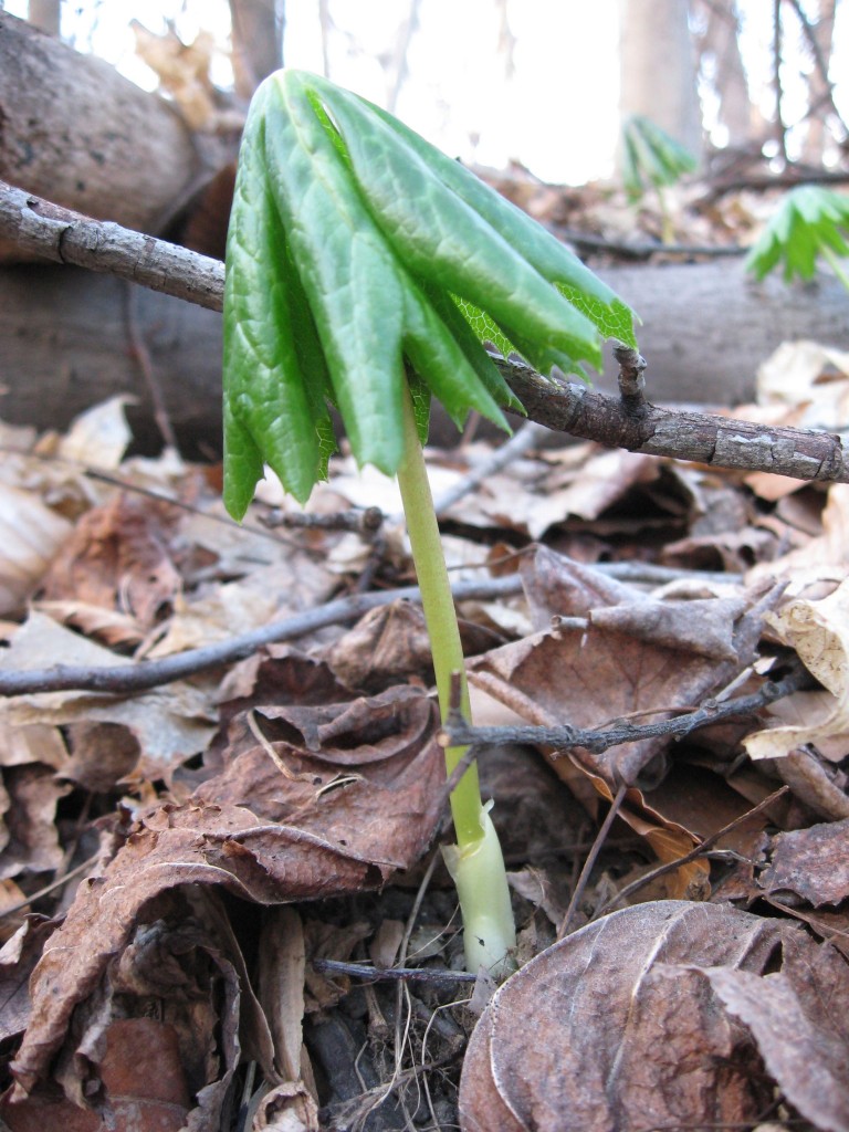 MAYAPPLES EMERGE FROM THE EARTH IN WEST FAIRMOUNT PARK, PHILADELPHIA, PENNSYLVANIA