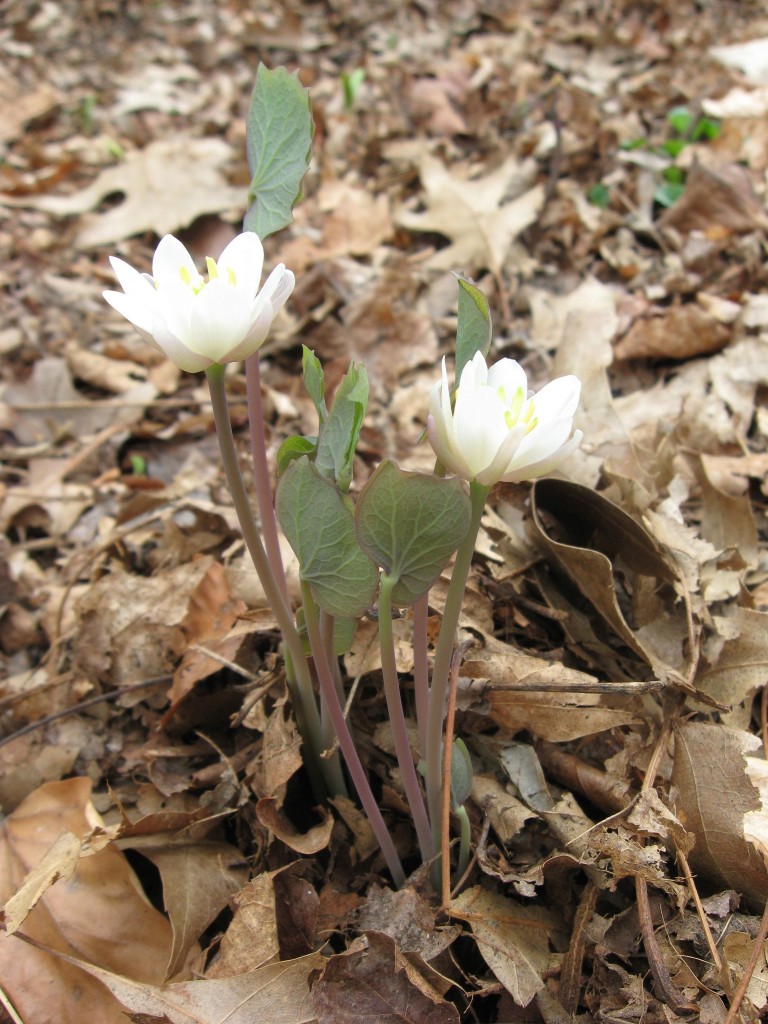 The Sanguine Root woodland native plant garden, Morris Park Road, Overbrook, Philadelphia, Pennsylvania