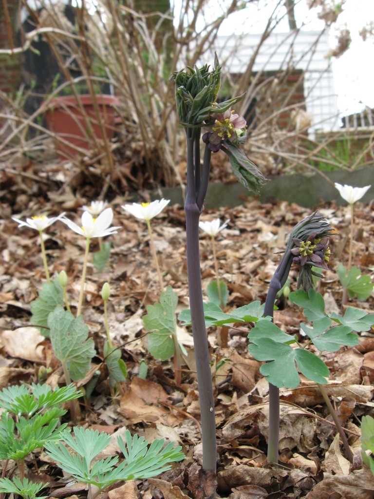 The Sanguine Root woodland native plant garden, Morris Park Road, Overbrook, Philadelphia, Pennsylvania