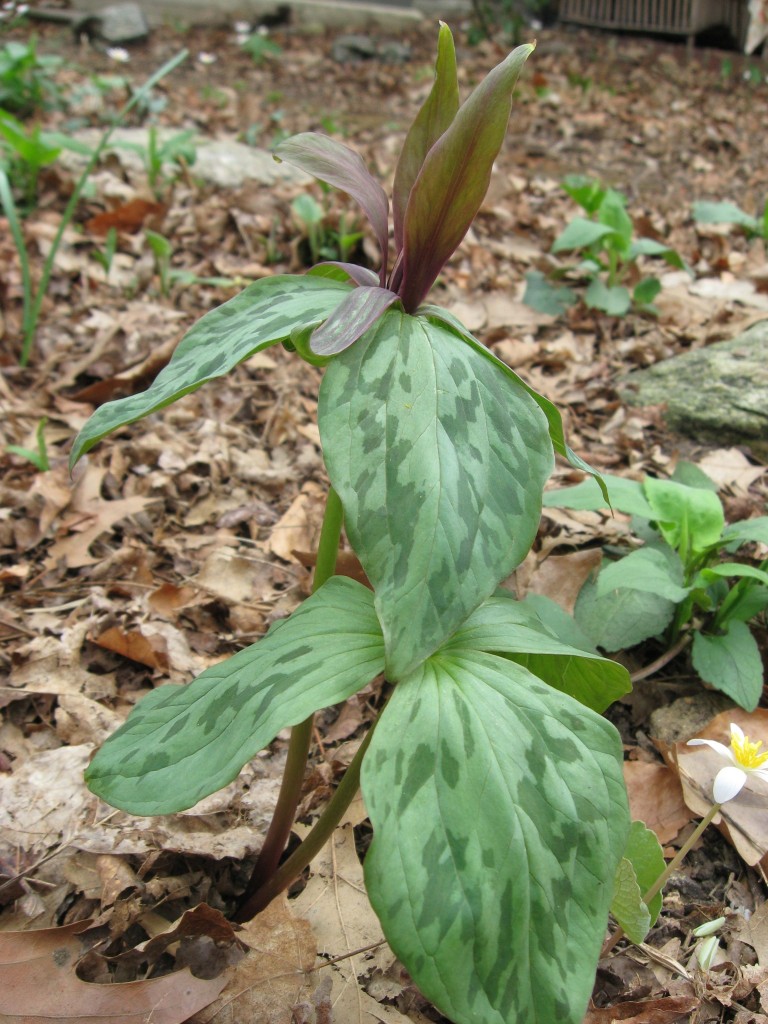 The Sanguine Root woodland native plant garden, Morris Park Road, Overbrook, Philadelphia, Pennsylvania