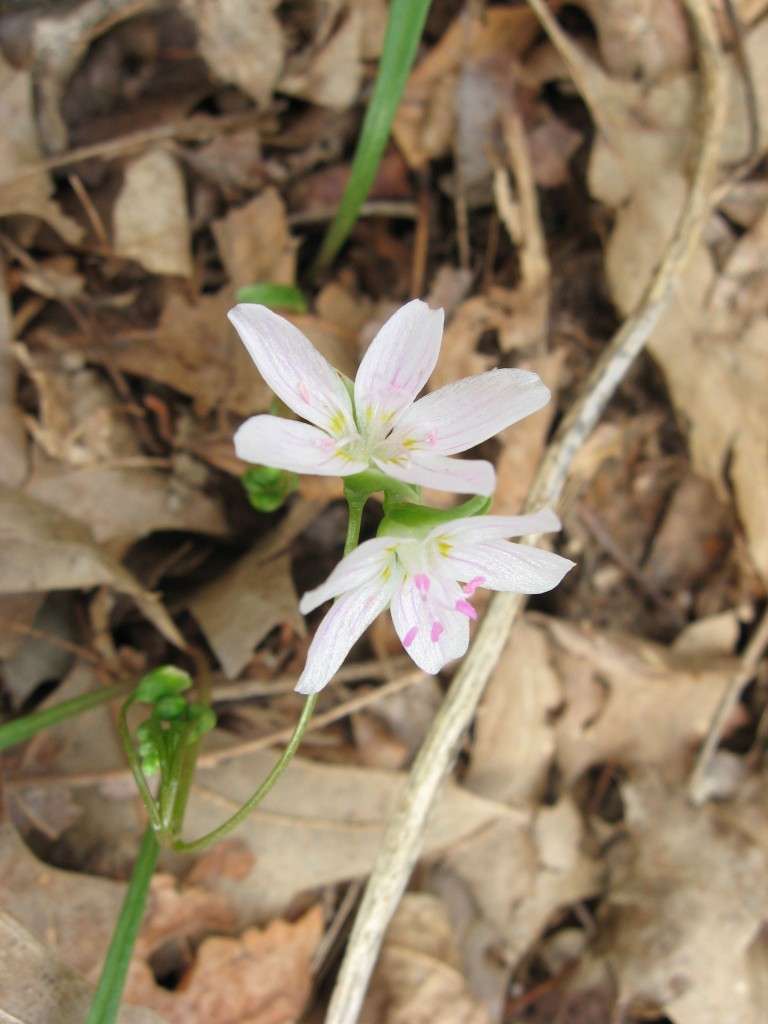 The Sanguine Root woodland native plant garden, Morris Park Road, Overbrook, Philadelphia, Pennsylvania