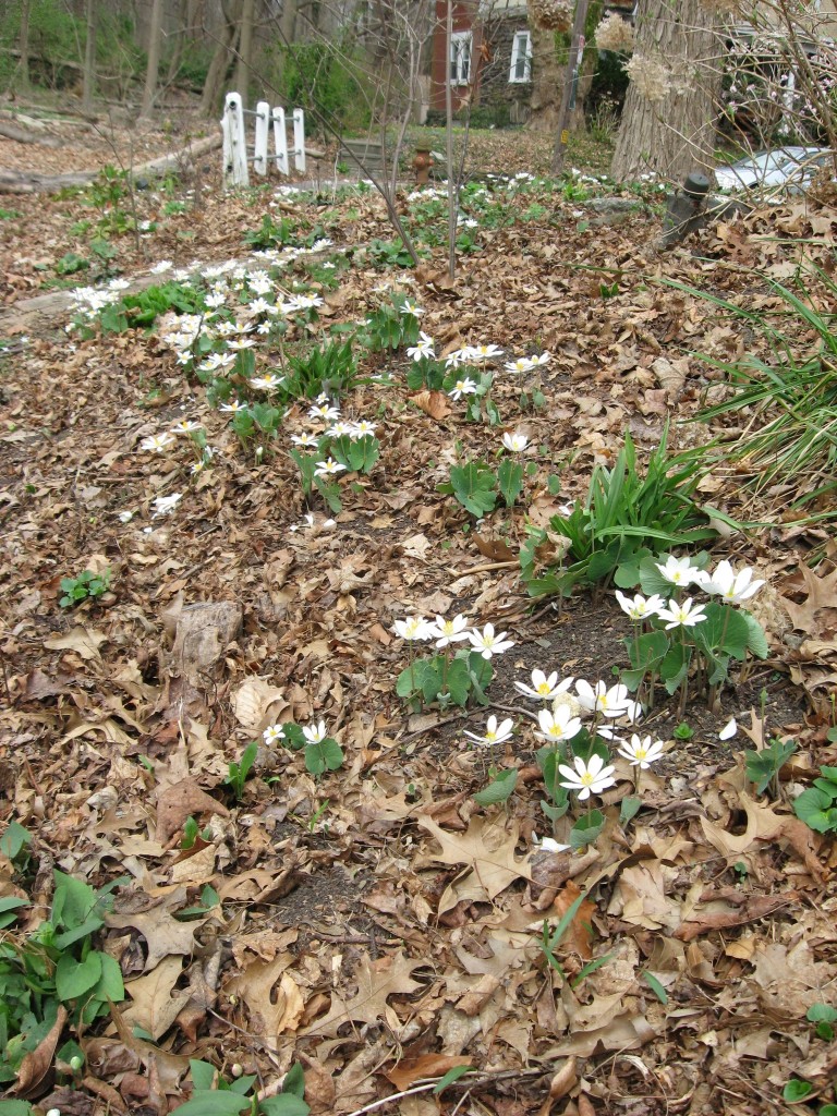 The Sanguine Root woodland native plant garden, Morris Park Road, Overbrook, Philadelphia, Pennsylvania