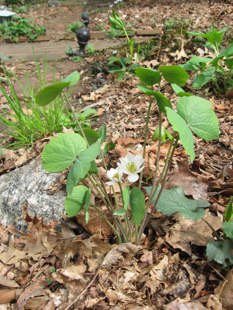 The Sanguine Root woodland native plant garden, Morris Park Road, Overbrook, Philadelphia, Pennsylvania