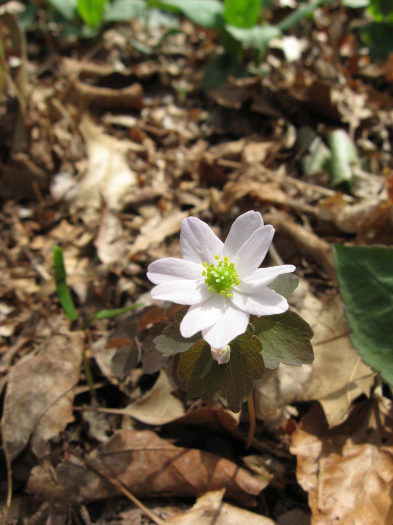 The Sanguine Root woodland native plant garden, Morris Park Road, Overbrook, Philadelphia, Pennsylvania