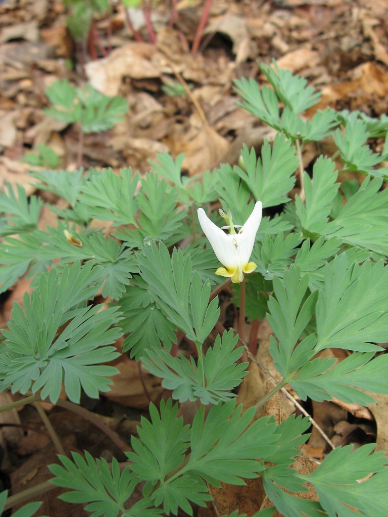 The Sanguine Root woodland native plant garden, Morris Park Road, Overbrook, Philadelphia, Pennsylvania