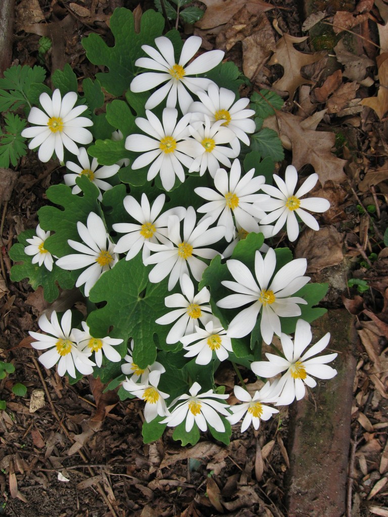 The Sanguine Root woodland native plant garden, Morris Park Road, Overbrook, Philadelphia, Pennsylvania