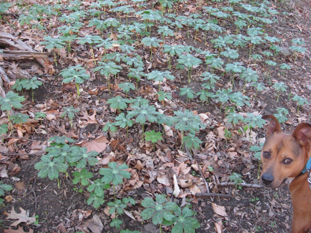 Mayapples in West Fairmount Park, Philadelphia, Pennsylvania