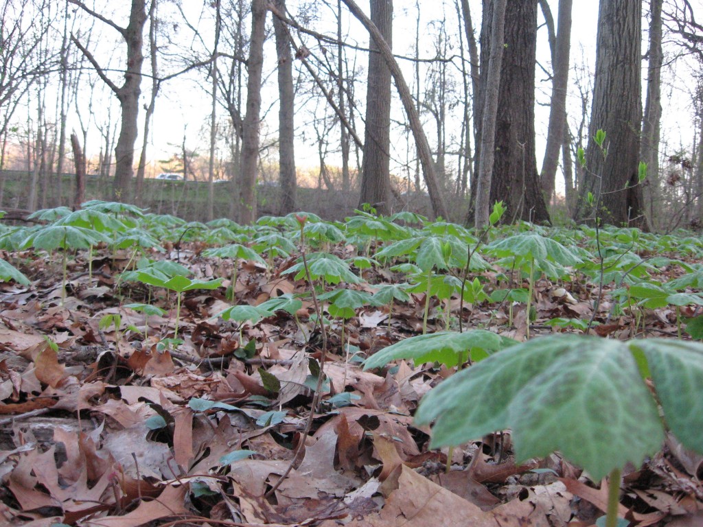 Mayapples in West Fairmount Park, Philadelphia, Pennsylvania