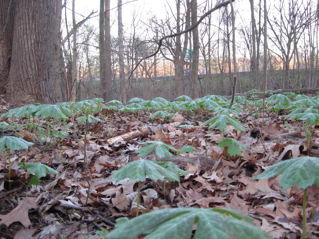 Mayapples in West Fairmount Park, Philadelphia, Pennsylvania